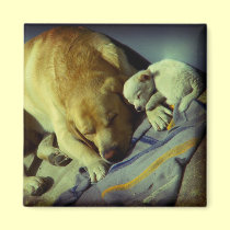 Cuddling - Puppy Love magnets