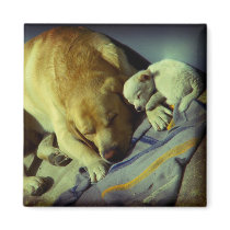 Cuddling - Puppy Love magnets by Rainmountain Cuddling - Puppy Love magnets