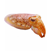 Cuddly Cuttlefish t-shirts