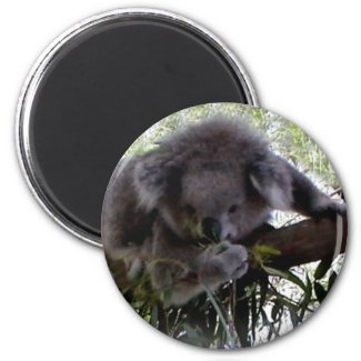 Cuddly Koala Magnet magnet