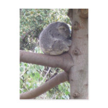 Cuddly Koala postcards