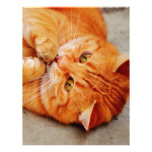 Cuddly Little Cat - Cute Kitty Print Letterhead