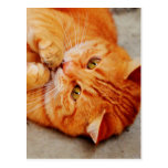 Cuddly Little Cat - Cute Kitty Print Postcard