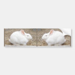 Cuddly White Bunny Bumper Sticker