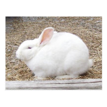 Cuddly White Bunny Postcards