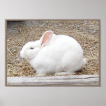 Cuddly White Bunny posters