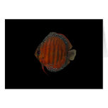 discus, cichlid, aquarium, freshwater