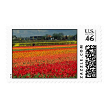 Cultvio de bulbos rojo, Lisse, flores de Holanda Sellos
