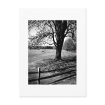 Culver Tree postcards
