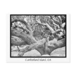 Cumberland Island, GA postcards