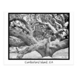 Cumberland Island, GA Postcard
