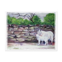 "Cumbrian Sheep" Postcard by avisnoelledesigns "Cumbrian Sheep" Postcard