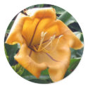 Cup of Gold Orange Flower Sticker