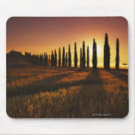 (cupressus sempervirens) - Europe, Italy, Mousepads
