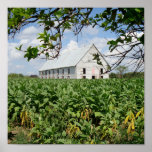 Curing Barn - Cuba posters