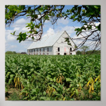 Curing Barn - Cuba Poster