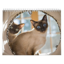 Curiosity Calendars