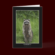 "CURIOSITY" Coon Note & Greeting-cards