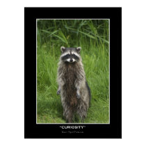 "CURIOSITY" Coon Photo Posters posters by RavenSpiritPrints "CURIOSITY" Coon Photo Posters posters