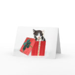 Curiosity got the Christmas kitten