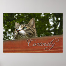 Curiosity Poster