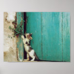 Curiosity posters