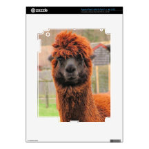 Curious Alpaca ~ iPad Skin
