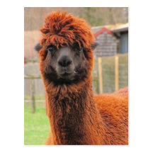 Curious Alpaca ~ postcard