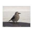 Curious Avian postcards