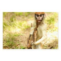 Curious Baby Monkey Print