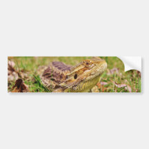 Curious Bearded Dragon 2 Bumper Stickers