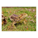 Curious Bearded Dragon 2 Business Card Template