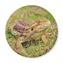 Curious Bearded Dragon 2 Magnet