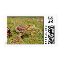 Curious Bearded Dragon 2 Postage Stamp