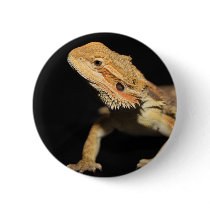 Curious Bearded Dragon 3 Pin