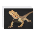 Curious Bearded Dragon 3 Personalized Announcement