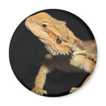 Curious Bearded Dragon 3 Fridge Magnets
