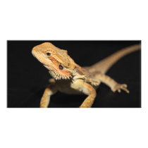 Curious Bearded Dragon 3 Custom Photo Card
