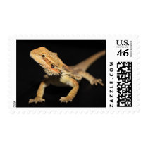 Curious Bearded Dragon 3 Stamp