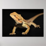 Curious Bearded Dragon 3 Print