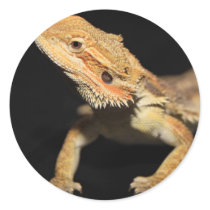 Curious Bearded Dragon 3 Round Sticker