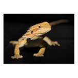 Curious Bearded Dragon Business Card