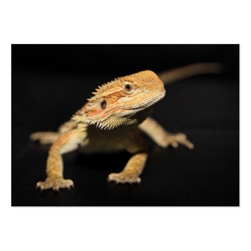 Curious Bearded Dragon Business Card (front side)