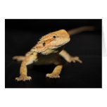 Curious Bearded Dragon Greeting Cards