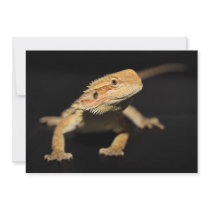 Curious Bearded Dragon Personalized Announcements