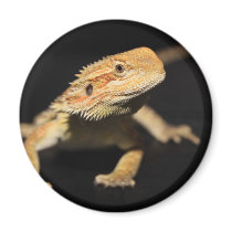 Curious Bearded Dragon Magnet