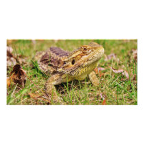 Curious Bearded Dragon Customized Photo Card