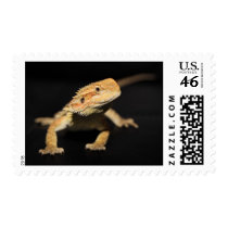 Curious Bearded Dragon Postage