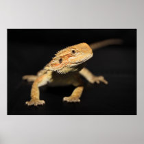 Curious Bearded Dragon Poster