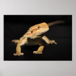 Curious Bearded Dragon Poster